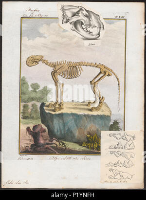 . Felis Leo - skelet . Entre 1700 et 1880 124 Felis Leo - skelet - 1700-1880 - Imprimer - Zoologica 2e moitié - Collections spéciales de l'Université d'Amsterdam - UBA01 IZ22100011 Banque D'Images