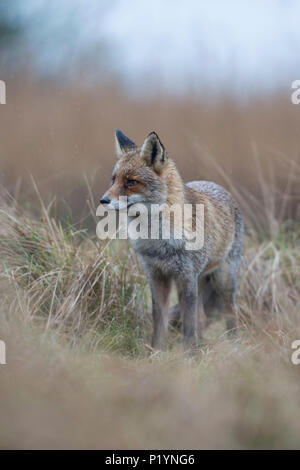 Red Fox / Rotfuchs ( Vulpes vulpes ) animal adulte, se tenir dans l'herbe haute, en attente, en regardant attentivement, mauvais temps, un jour de pluie, de la faune, de l'Europe. Banque D'Images