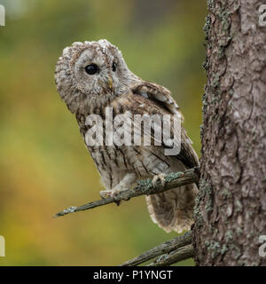 Waldkauz Chouette hulotte Strix Aluco enr / ( ) perché sur une branche d'un arbre sec, yeux brillants, regardant attentivement, curieux, l'arrière-plan d'automne, golden Octobe Banque D'Images