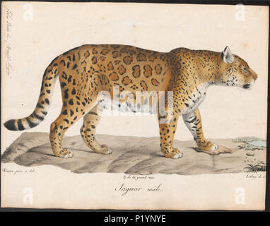 . Felis onca . Entre 1818 et 1842 Felis onca 124 - 1818-1842 - Imprimer - Zoologica 2e moitié - Collections spéciales de l'Université d'Amsterdam - UBA01 IZ22100176 Banque D'Images