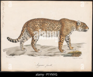 . Felis onca . Entre 1818 et 1842 Felis onca 124 - 1818-1842 - Imprimer - Zoologica 2e moitié - Collections spéciales de l'Université d'Amsterdam - UBA01 IZ22100178 Banque D'Images