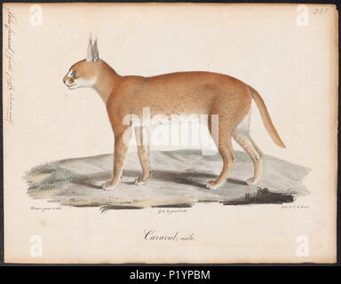 . Felis caracal . Entre 1818 et 1842 123 - Felis caracal 1818-1842 - Imprimer - Zoologica 2e moitié - Collections spéciales de l'Université d'Amsterdam - UBA01 IZ22100352 Banque D'Images