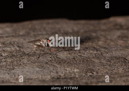 Images macro d'insectes volants. Banque D'Images