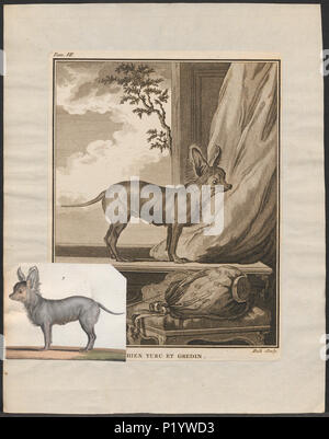 . Canis lupus familiaris . Entre 1700 et 1880 49 Canis lupus familiaris - 1700-1880 - Imprimer - Zoologica 2e moitié - Collections spéciales de l'Université d'Amsterdam - UBA01 IZ22300236 Banque D'Images