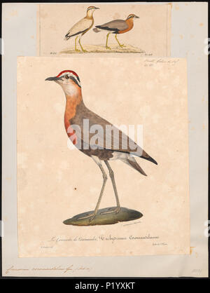 72 coromandelicus - 1700-1880 Cursorius - Imprimer - Zoologica 2e moitié - Collections spéciales de l'Université d'Amsterdam - UBA01 IZ17200307 Banque D'Images