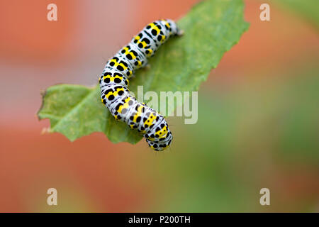 Mullein Moth chenille se nourrit de Buddleia. Banque D'Images