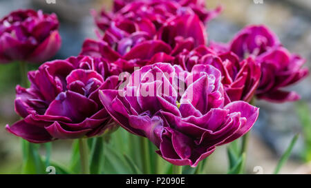 Un plan macro sur certaines fleurs tulipe rouge dream touch. Banque D'Images