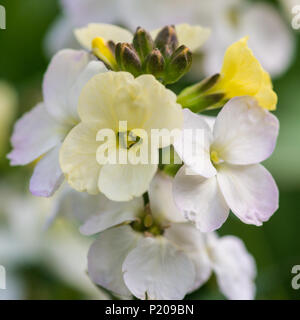 Un plan macro sur une tête du serpent violet fritillary. Banque D'Images