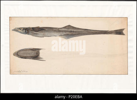 Echeneis naucrates 113 - 1769 - Imprimer - Zoologica 2e moitié - Collections spéciales de l'Université d'Amsterdam - UBA01 IZAA100045 Banque D'Images