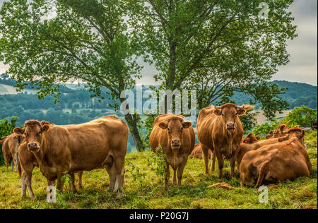 France, Lot, Quercy, troupeau de vaches limousine près de Rocamadour Banque D'Images