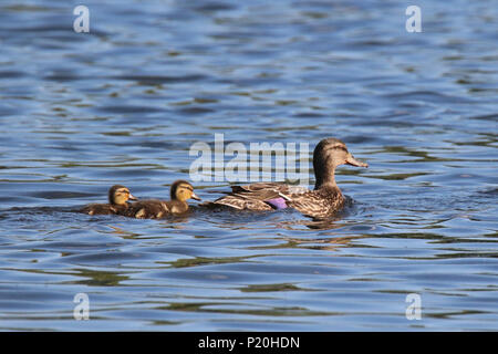 Une mère Canard colvert Anas une platyryhnchos avec ses deux canetons sur un lac Banque D'Images