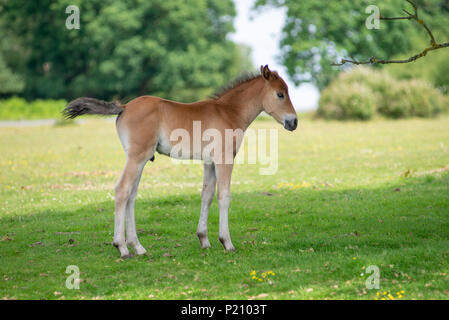 Jeune mâle race dans la New Forest, Hampshire Banque D'Images