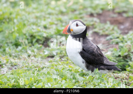 Inner Farne, Northumberland, Royaume-Uni. 13 juin 2018. Les macareux et les sternes arctiques s'avérer être une grande attraction pour les visiteurs pendant la saison de reproduction. Crédit : Andrew Plummer/Alamy Live News Banque D'Images