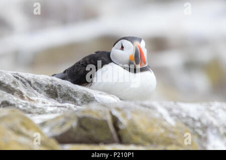 Inner Farne, Northumberland, Royaume-Uni. 13 juin 2018. Les macareux et les sternes arctiques s'avérer être une grande attraction pour les visiteurs pendant la saison de reproduction. Crédit : Andrew Plummer/Alamy Live News Banque D'Images