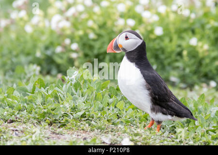 Inner Farne, Northumberland, Royaume-Uni. 13 juin 2018. Les macareux et les sternes arctiques s'avérer être une grande attraction pour les visiteurs pendant la saison de reproduction. Crédit : Andrew Plummer/Alamy Live News Banque D'Images