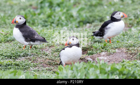 Inner Farne, Northumberland, Royaume-Uni. 13 juin 2018. Les macareux et les sternes arctiques s'avérer être une grande attraction pour les visiteurs pendant la saison de reproduction. Crédit : Andrew Plummer/Alamy Live News Banque D'Images