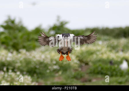 Inner Farne, Northumberland, Royaume-Uni. 13 juin 2018. Les macareux et les sternes arctiques s'avérer être une grande attraction pour les visiteurs pendant la saison de reproduction. Crédit : Andrew Plummer/Alamy Live News Banque D'Images