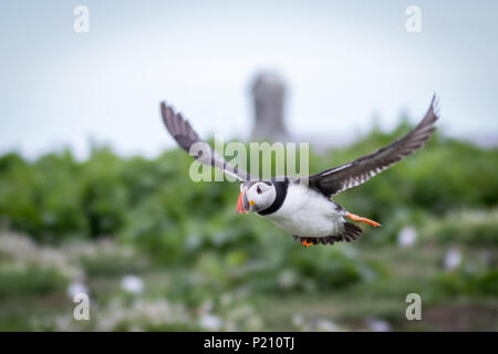 Inner Farne, Northumberland, Royaume-Uni. 13 juin 2018. Les macareux et les sternes arctiques s'avérer être une grande attraction pour les visiteurs pendant la saison de reproduction. Crédit : Andrew Plummer/Alamy Live News Banque D'Images