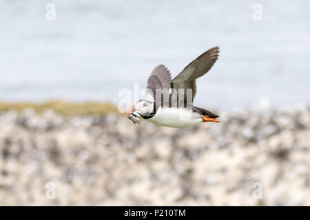 Inner Farne, Northumberland, Royaume-Uni. 13 juin 2018. Les macareux et les sternes arctiques s'avérer être une grande attraction pour les visiteurs pendant la saison de reproduction. Crédit : Andrew Plummer/Alamy Live News Banque D'Images