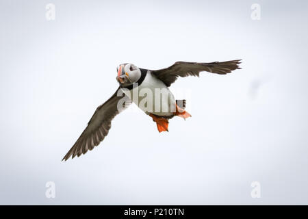 Inner Farne, Northumberland, Royaume-Uni. 13 juin 2018. Les macareux et les sternes arctiques s'avérer être une grande attraction pour les visiteurs pendant la saison de reproduction. Crédit : Andrew Plummer/Alamy Live News Banque D'Images