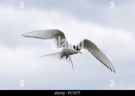 Inner Farne, Northumberland, Royaume-Uni. 13 juin 2018. Les macareux et les sternes arctiques s'avérer être une grande attraction pour les visiteurs pendant la saison de reproduction. Crédit : Andrew Plummer/Alamy Live News Banque D'Images