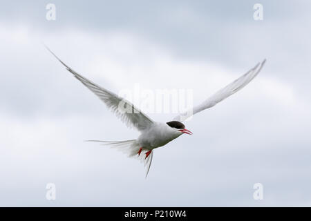 Inner Farne, Northumberland, Royaume-Uni. 13 juin 2018. Les macareux et les sternes arctiques s'avérer être une grande attraction pour les visiteurs pendant la saison de reproduction. Crédit : Andrew Plummer/Alamy Live News Banque D'Images