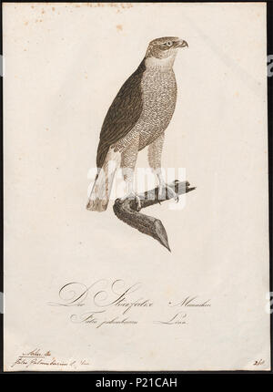 Palumbarius - 1800-1812 24 Astur - Imprimer - Zoologica 2e moitié - Collections spéciales de l'Université d'Amsterdam - UBA01 IZ18300005 Banque D'Images