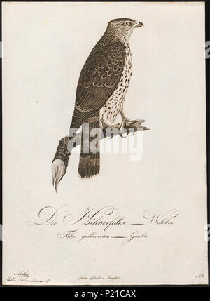 Palumbarius - 1800-1812 24 Astur - Imprimer - Zoologica 2e moitié - Collections spéciales de l'Université d'Amsterdam - UBA01 IZ18300019 Banque D'Images