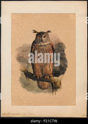 . Bubo maximus . Entre 1700 et 1880 44 Bubo maximus - 1700-1880 - Imprimer - Zoologica 2e moitié - Collections spéciales de l'Université d'Amsterdam - UBA01 IZ18400061 Banque D'Images