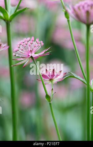 Astrantia Roma fleurs dans un jardin anglais. UK Banque D'Images