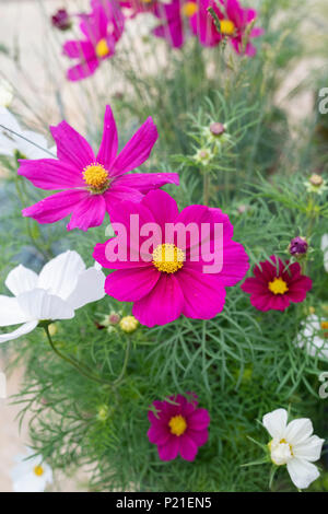 Cosmos Bipinnatus / Mexique Fleurs Aster. UK Banque D'Images