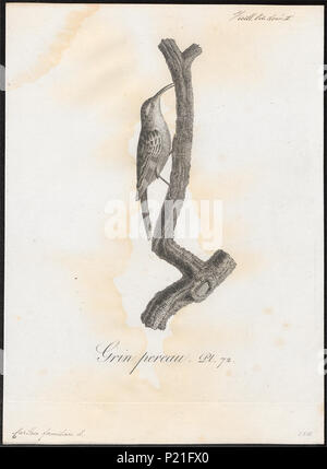 56 Certhia familiaris - 1802 - Imprimer - Zoologica 2e moitié - Collections spéciales de l'Université d'Amsterdam - UBA01 IZ19200347 Banque D'Images