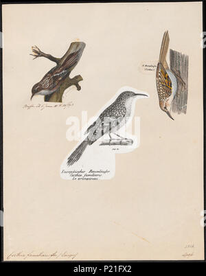 56 Certhia familiaris - 1700-1880 - Imprimer - Zoologica 2e moitié - Collections spéciales de l'Université d'Amsterdam - UBA01 IZ19200349 Banque D'Images