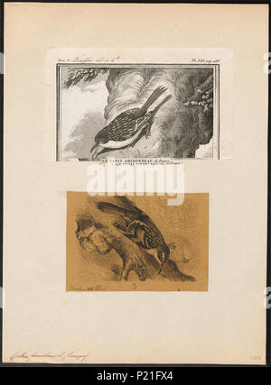 56 Certhia familiaris - 1700-1880 - Imprimer - Zoologica 2e moitié - Collections spéciales de l'Université d'Amsterdam - UBA01 IZ19200351 Banque D'Images