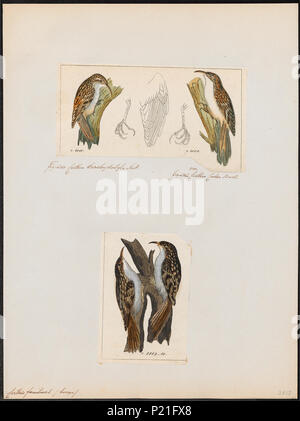 56 Certhia familiaris - 1700-1880 - Imprimer - Zoologica 2e moitié - Collections spéciales de l'Université d'Amsterdam - UBA01 IZ19200355 Banque D'Images