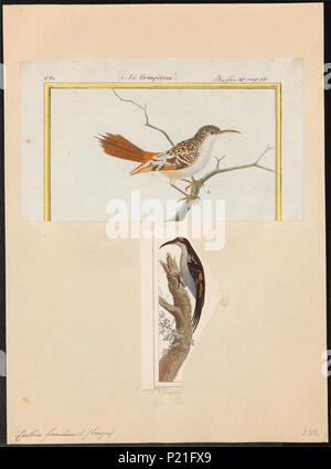 56 Certhia familiaris - 1700-1880 - Imprimer - Zoologica 2e moitié - Collections spéciales de l'Université d'Amsterdam - UBA01 IZ19200357 Banque D'Images