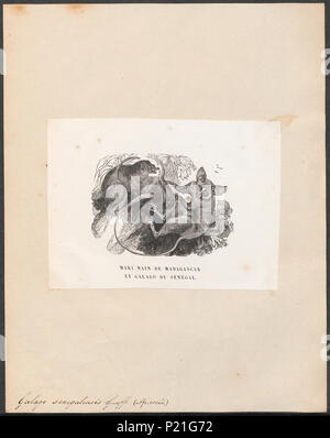 . Galago senegalensis . Entre 1851 et 1876 130 Galago senegalensis - 1851-1876 - Imprimer - Zoologica 2e moitié - Collections spéciales de l'Université d'Amsterdam - UBA01 IZ19700157 Banque D'Images