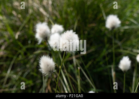 Les linaigrettes dans le vent sur la lande paysage d'hiver Hill près de Bolton et Manchester. Banque D'Images