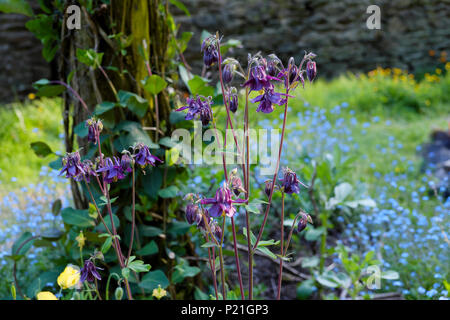 Aquilegia vulgaris mauve et fleurs myosotis poussant dans un endroit ombragé en milieu rural dans le jardin de printemps Juin Galles Grande-bretagne UK KATHY DEWITT Banque D'Images