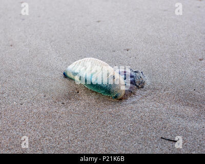 Un Portugais o' war s'est échoué sur une plage couverte de sable. Banque D'Images