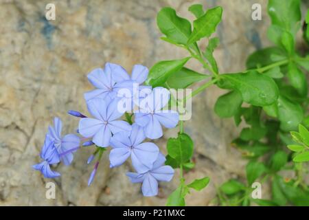 Belle Fleur, bande de Cape Plumbago du Cap Bleu ou Vert Leadwort fleurs avec des feuilles pour la décoration de jardin. Banque D'Images