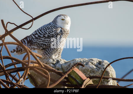 Un harfang des neiges pose entre l'enfouissement qui était utilisé pour créer la célèbre Toronto Leslie Street Spit park, qui est une zone importante pour la conservation des oiseaux. Banque D'Images
