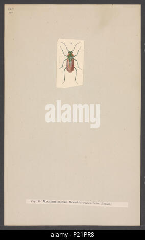 . Malachius Malachius 180 - Imprimer - Zoologica 2e moitié - Collections spéciales de l'Université d'Amsterdam - UBAINV0274 001 07 0041 Banque D'Images