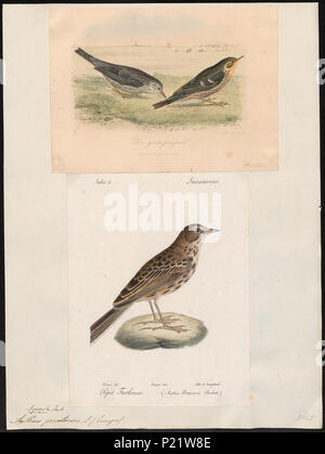 19 Anthus pratensis - 1700-1880 - Imprimer - Zoologica 2e moitié - Collections spéciales de l'Université d'Amsterdam - UBA01 IZ16300163 Banque D'Images