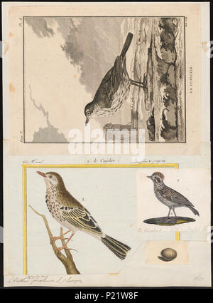 19 Anthus pratensis - 1700-1880 - Imprimer - Zoologica 2e moitié - Collections spéciales de l'Université d'Amsterdam - UBA01 IZ16300165 Banque D'Images