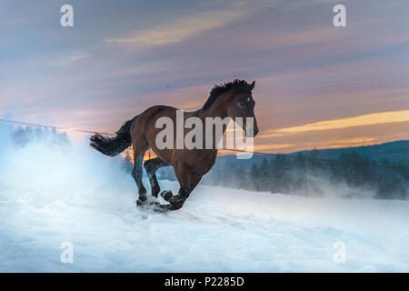 Horse westphalien galops dans la neige au coucher du soleil. Banque D'Images