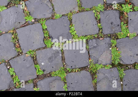 Close-up of sett chaussée de pierre dans une ville, la lutte contre les mauvaises herbes et l'herbe pousse dans espace Banque D'Images