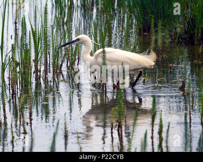 L'Aigrette garzette oiseau échassier dans un étang à la réserve RSPB de Saltholme Banque D'Images