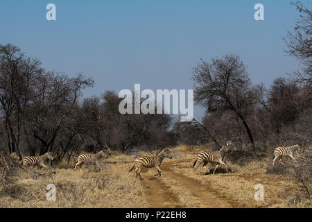 Une ligne de 5 zebra traverser une piste d'herbe road sur safari en Afrique du Sud Banque D'Images