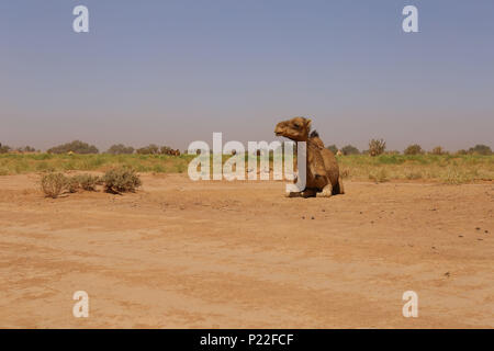 Le Maroc, M'Hamid, Erg Chigaga, chameau dans le désert du Sahara Banque D'Images